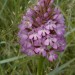 orchis pyramidal (Anacamptis pyramidalis)